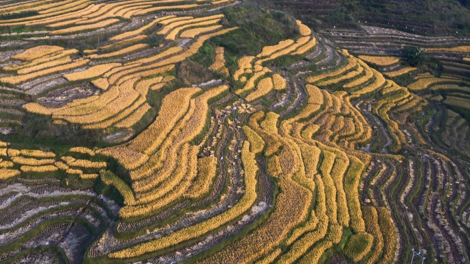 梯田梯田山农业发展