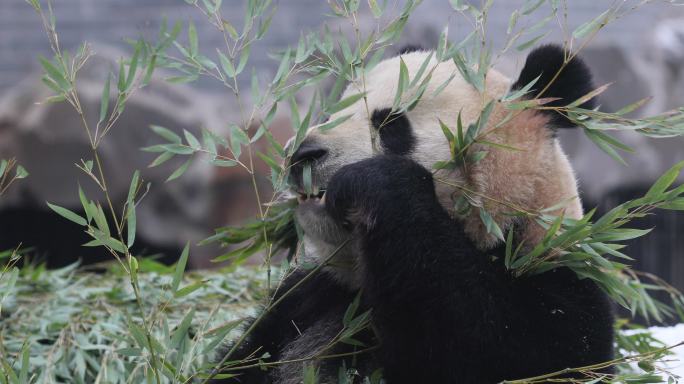 一只大熊猫在冬天的雪地里吃竹子。