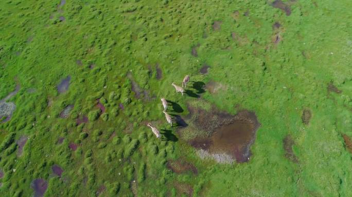航拍可可西里湿地的藏野驴群