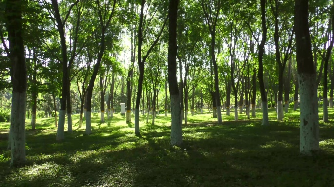 森林公园树木影子光影变化绿叶延时摄影