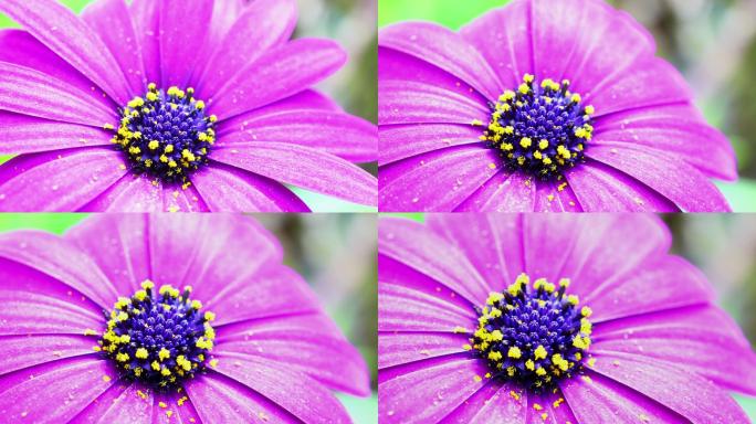 紫雏菊开花紫色的花