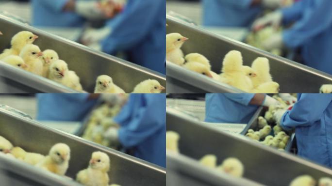 许多新生小鸡在家禽传送带上移动。农业产业。在工厂里分类小鸡。
