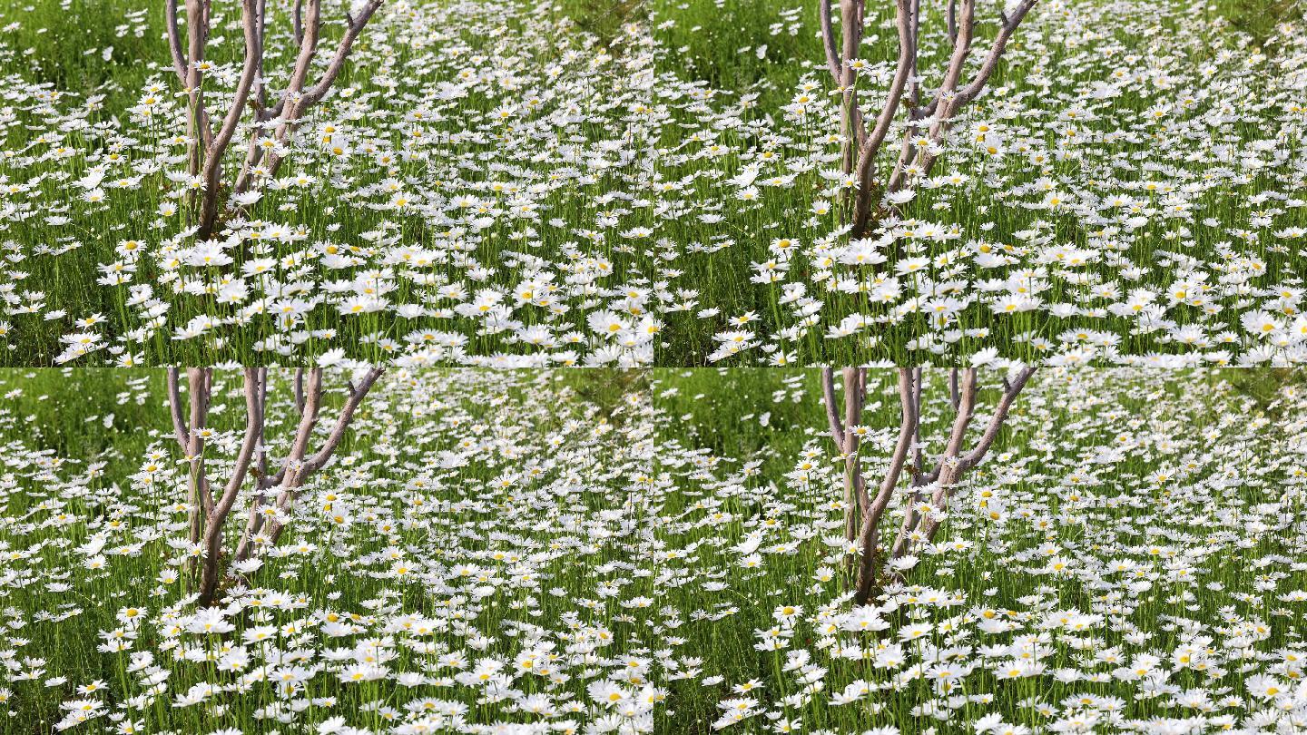 白色的大滨菊