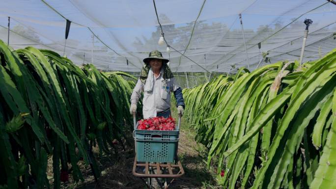 龙果园的亚洲农民，采摘农产品的农民