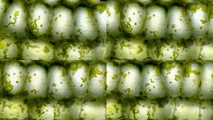 显微镜下的植物细胞，延时