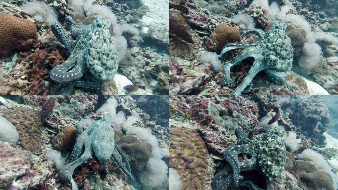 在水下珊瑚礁上捕食章鱼