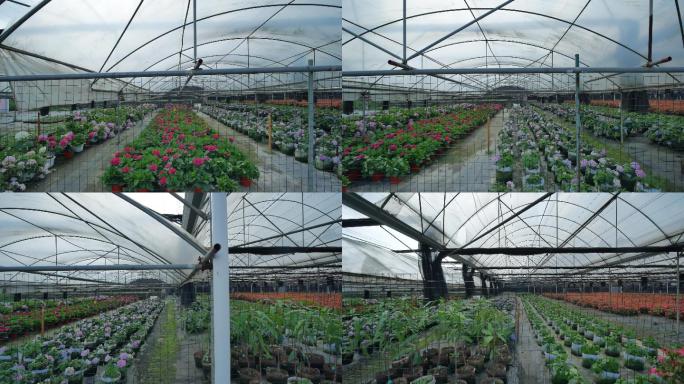 绣球花温室大棚育苗育种