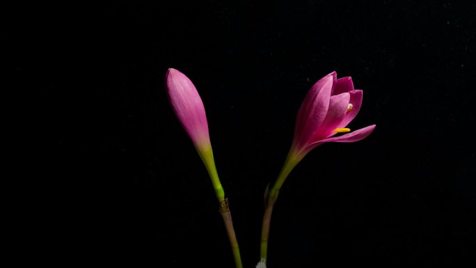 风雨兰开花延时