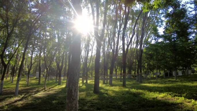 森林公园树木影子光影变化树林早晨
