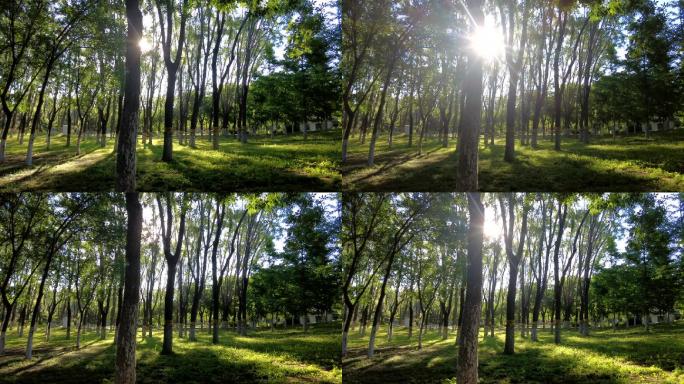 森林公园树木影子光影变化树林早晨