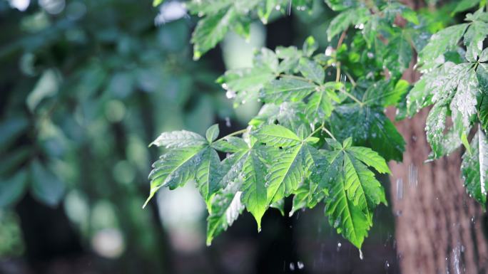 4K被雨水淋湿的树叶升格