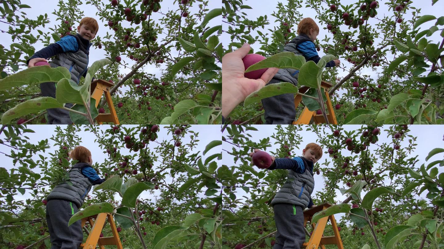 小红发男孩和家人一起在果园摘苹果