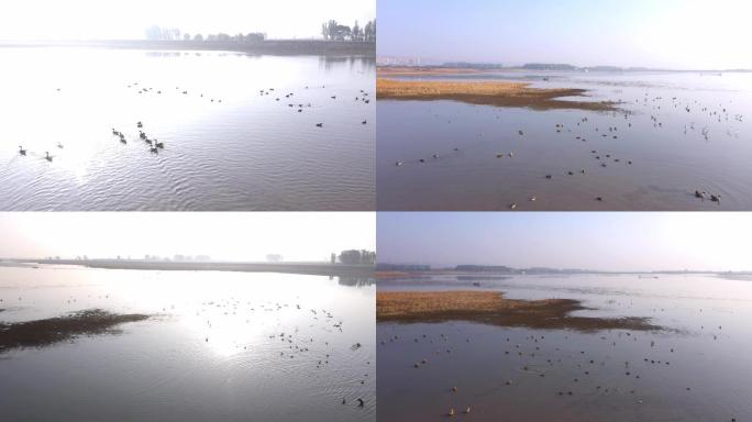 航拍自然生态 鸟类 湿地