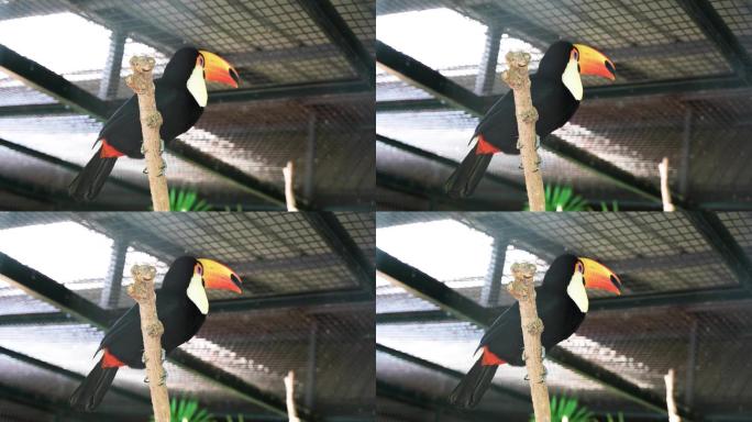 巨嘴鸟鵎鵼观赏鸟热带鸟
