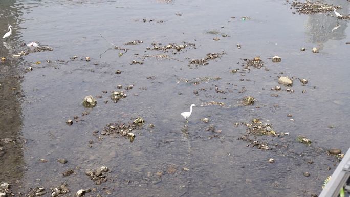 成都九眼桥锦江中的白鹤动物
