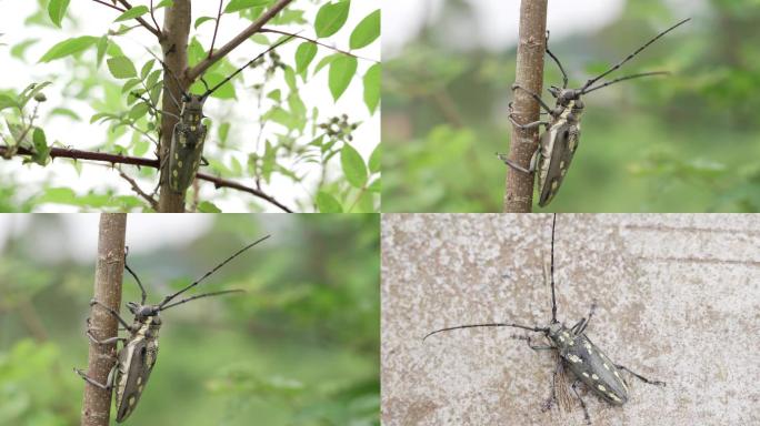 【4K】天牛 自然 昆虫 长角 森林害虫