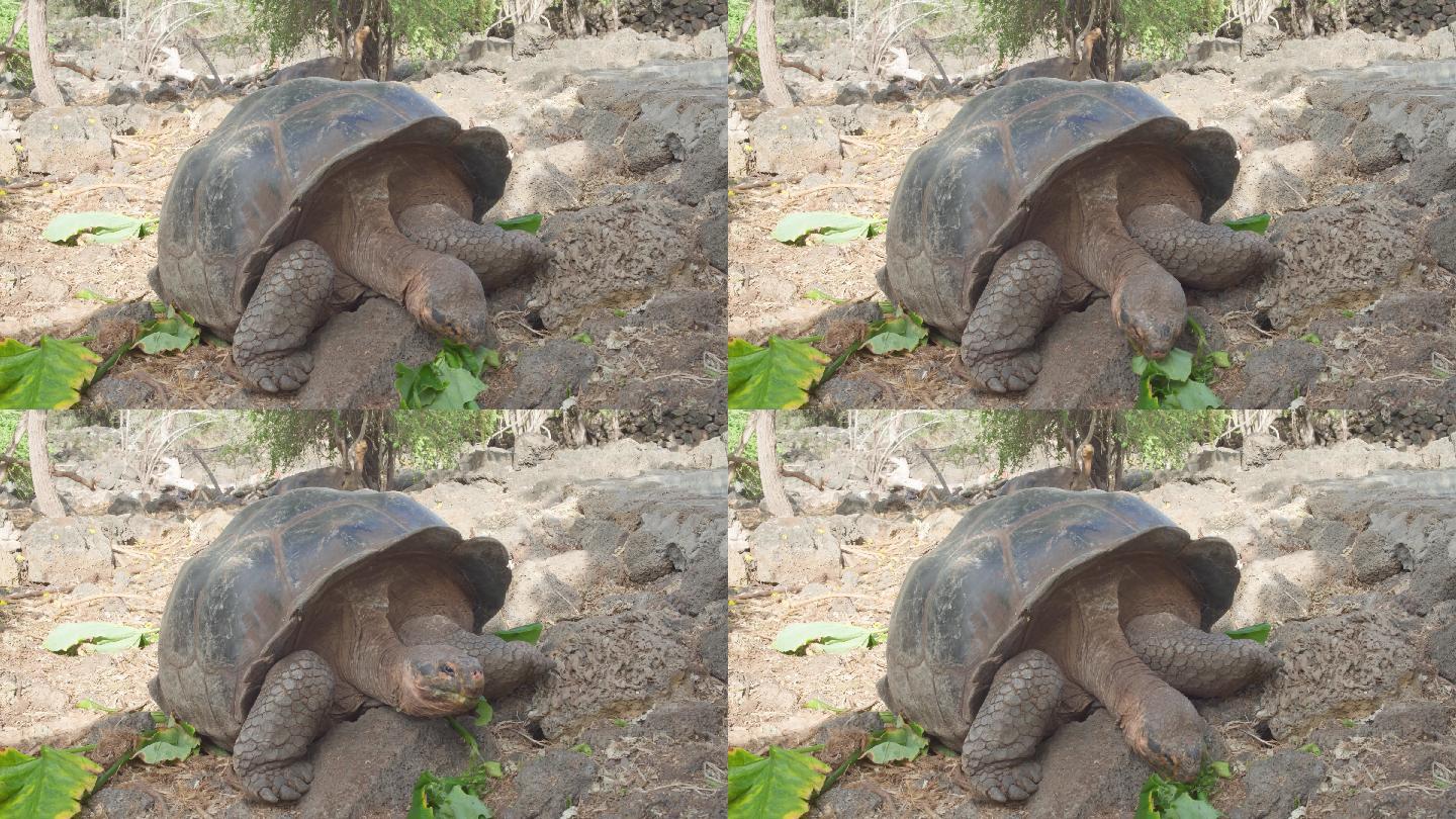 加拉帕戈斯巨龟乌龟吃东西