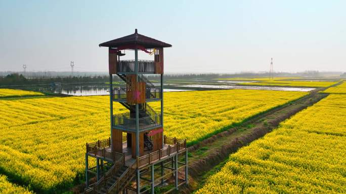 4K瞭望塔油菜花观光旅游