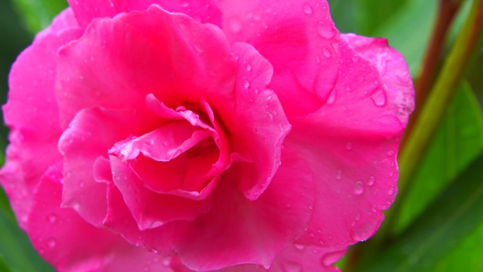 下雨鲜花夹竹桃花朵湿润微距