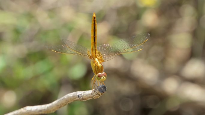 栖息在湿地树枝上的金蜻蜓。