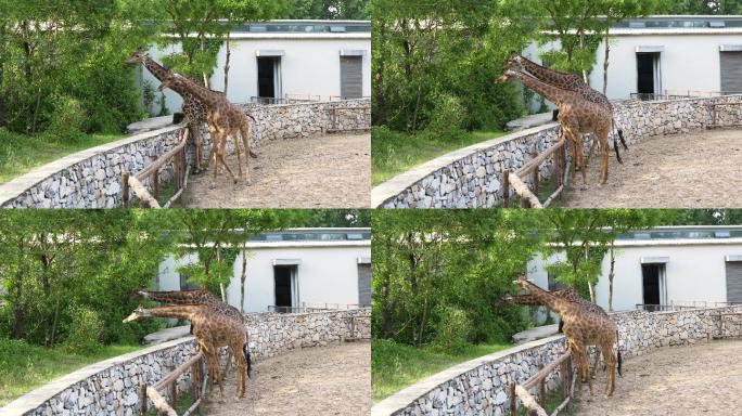 长颈鹿在动物园吃树叶