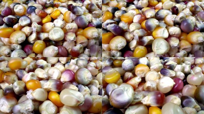 视频微距特写镜头，五颜六色的印度干玉米走向摄像机