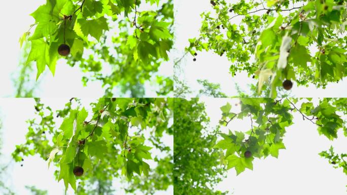 初夏阳光阳光透过树叶空镜头、可商用