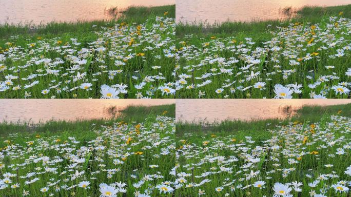 夏天草地上盛开的洋甘菊，白色的小菊花