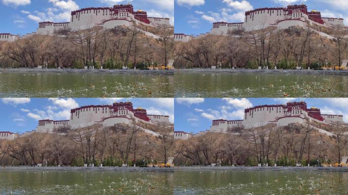 西藏拉萨布达拉宫下宗角禄康龙王潭候鸟迁徙