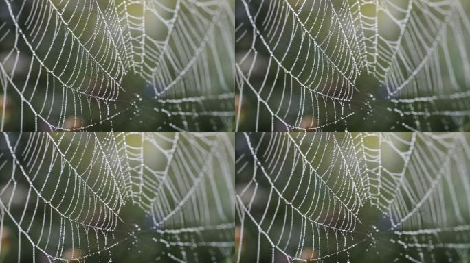 自然界蜘蛛网上的蜘蛛，晨露和阳光穿过