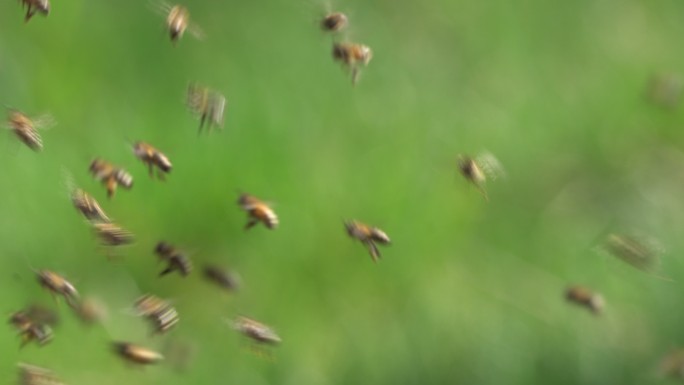 飞行中的蜜蜂群蜜蜂群