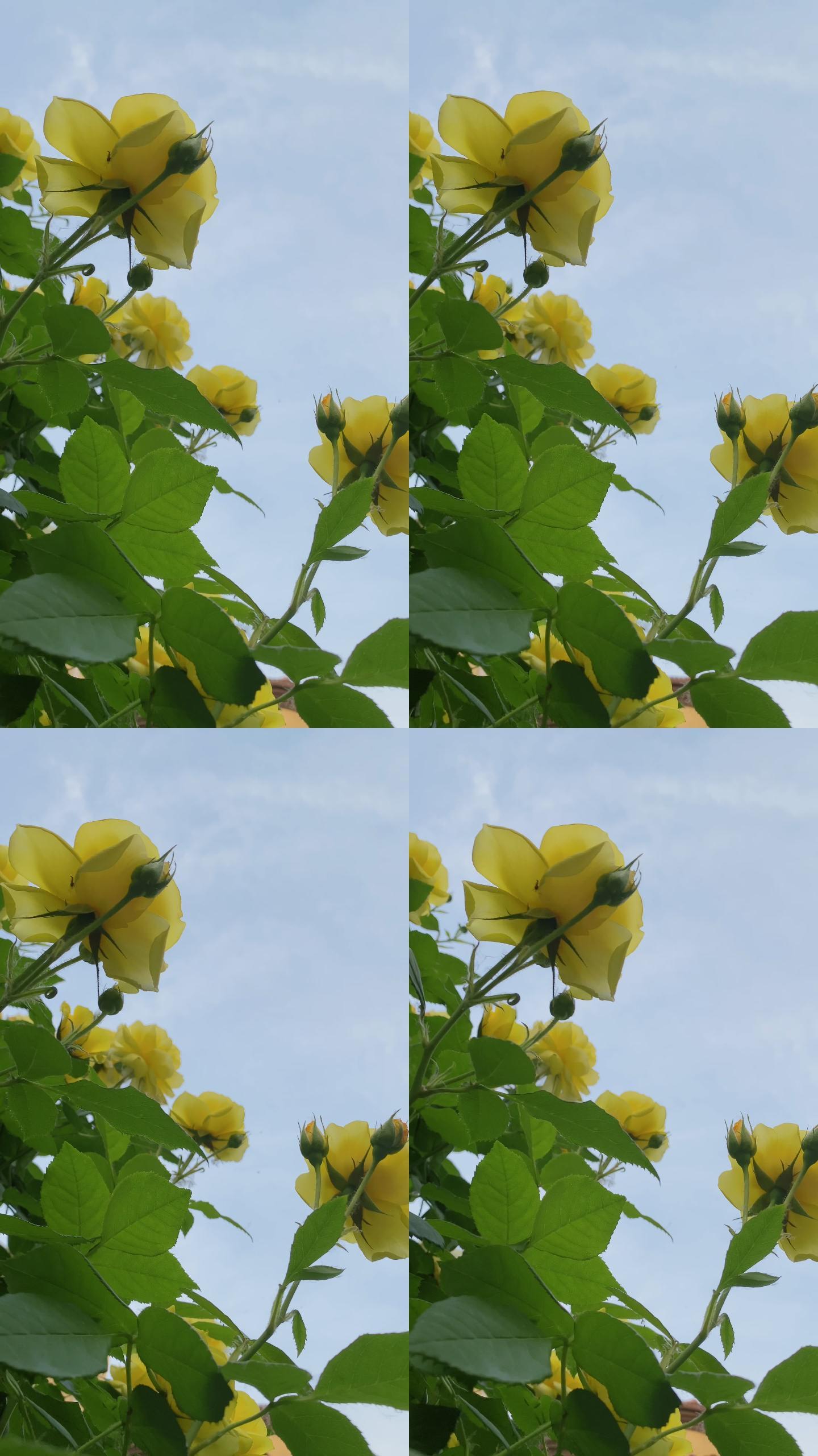 蓝天下盛开的黄色蔷薇花