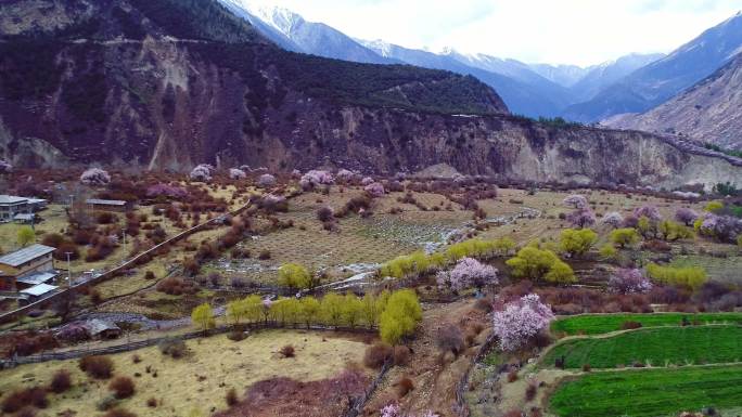 西藏林芝索松村雅鲁藏布大峡谷桃花盛开航拍