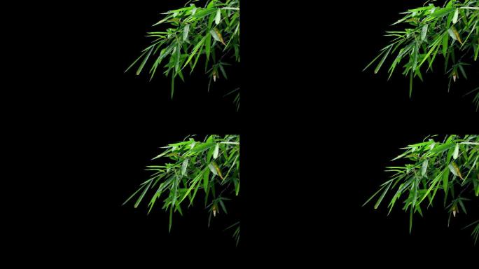 实拍竹子竹叶视频素材带透明通道