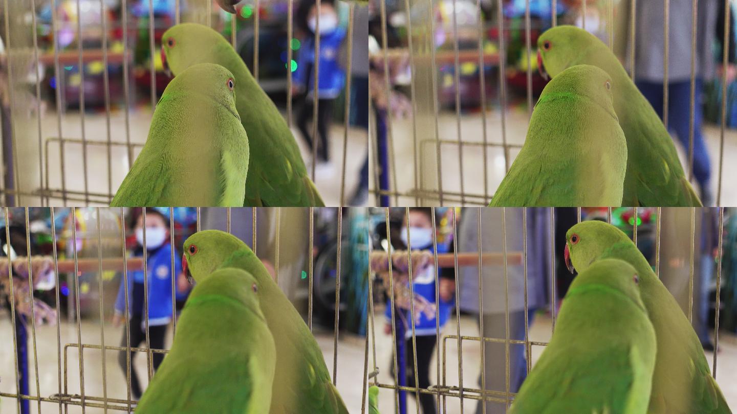 笼子里的绿鹦鹉铁笼牢笼视频素材绿色人与自