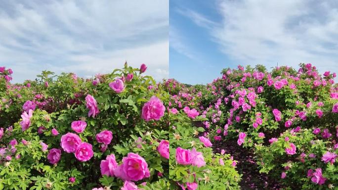 伊犁，玫瑰花海，浪漫花海