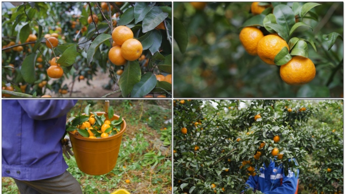 砂糖橘柑橘摘果三农农业买卖