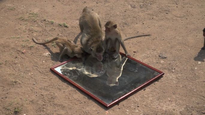 猴子玩镜子慢灵长类泼猴