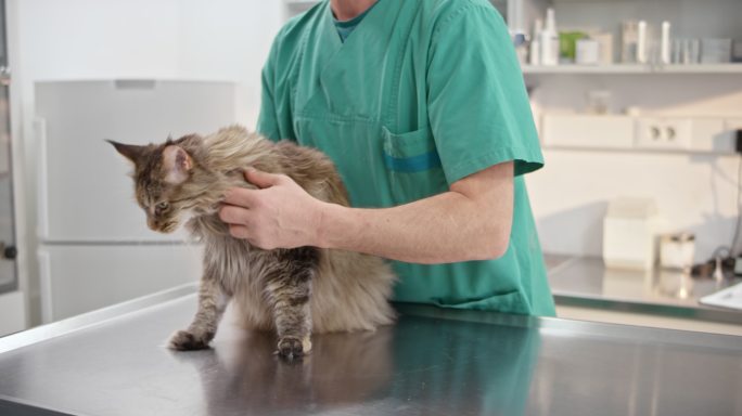 DS兽医给猫做了一次全面的身体检查