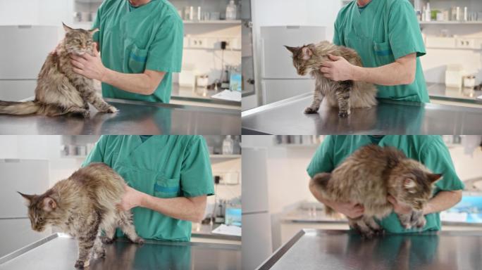 DS兽医给猫做了一次全面的身体检查