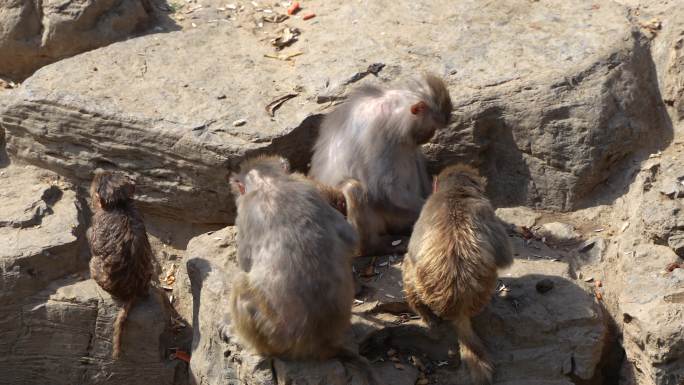 猴群猕猴生活区域