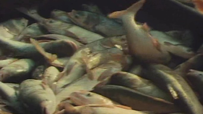 80年代太湖平原苏州影像视频