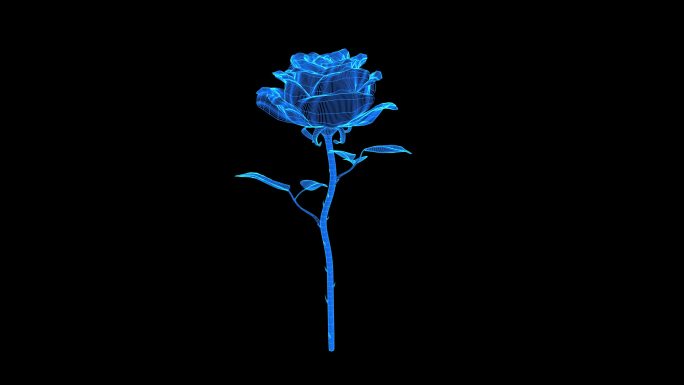 2K蓝色线框全息科技玫瑰动画带通道