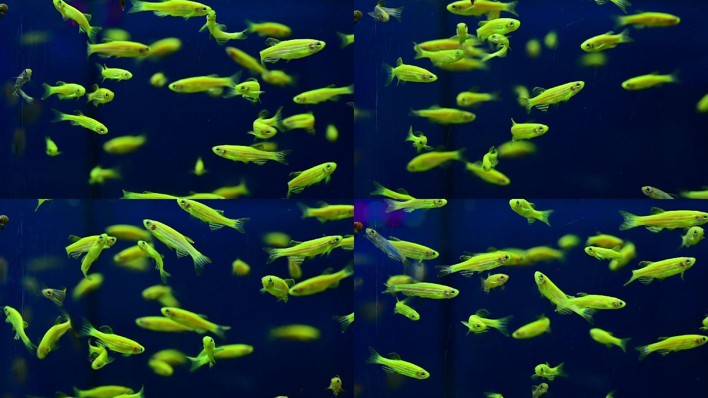 许多浅绿色荧光小鱼在水下快乐地游泳，美丽的鱼，慢镜头，水下发光的鱼。