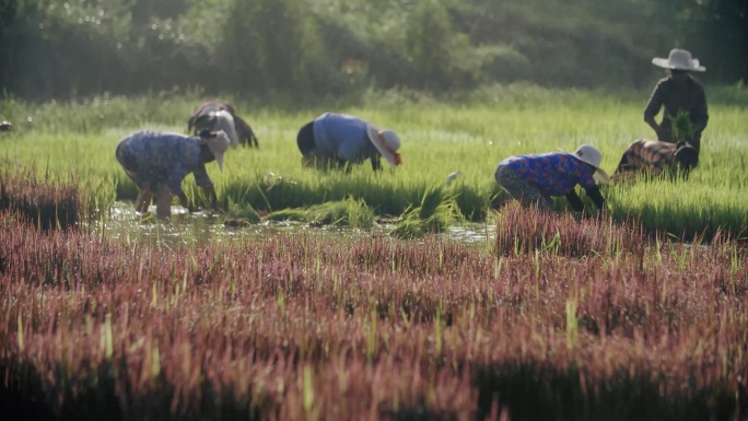 水稻播种农田农业