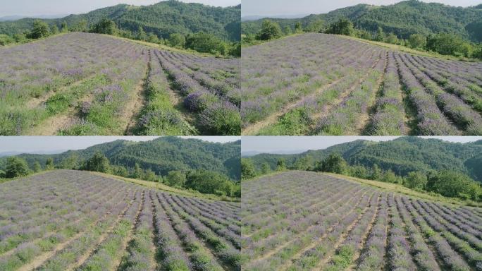 薰衣草田鸟瞰图种植基地旅游景区