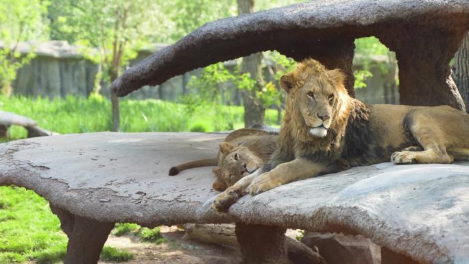 公狮子母狮子在户外趴着休息