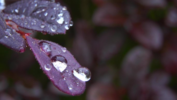 植物紫色叶子上的水珠下雨环境声