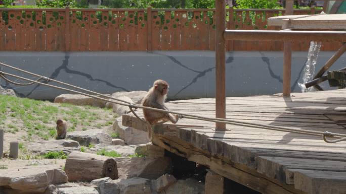 猕猴小猴在绳子上玩耍蹦跳