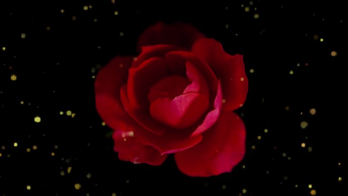 红色玫瑰花月季花鲜花